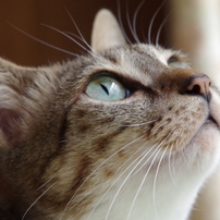 うちのねこ