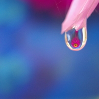 Flower in the drop  Ⅱ