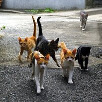 ネコネコ愚連隊