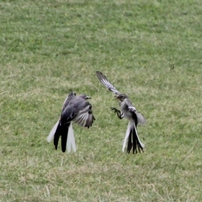 飛んでる鳥達