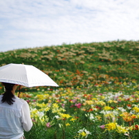 夏を彩る花達