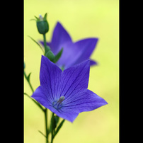 季節を彩る花々part1