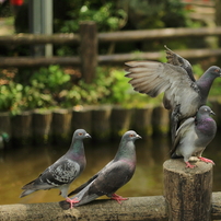 鳩の写真 画像 写真集 写真共有サイト Photohito