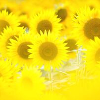 太陽の花　2013　　vol.1