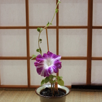 【名城 朝顔まつり】