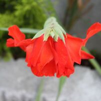 薔薇の真似。