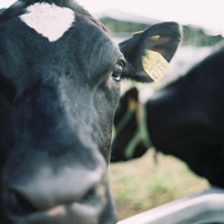 牛の写真 画像 写真集 写真共有サイト Photohito