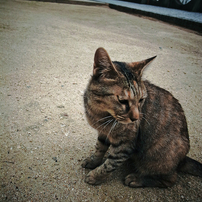 尾道で出会った猫