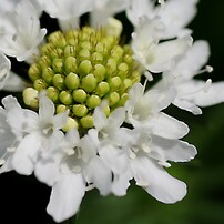 ８月の花