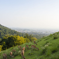 若草山