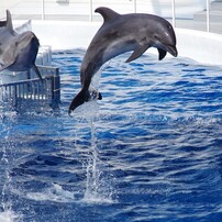 京都水族館イルカショー