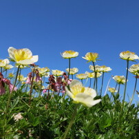 山のお花畑