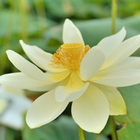 蓮の花