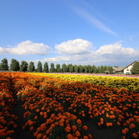ファーム富田 2013 夏
