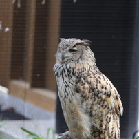 旭山動物園2013　夏