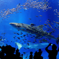 沖縄美ら海水族館 の写真 画像 写真集 写真共有サイト Photohito