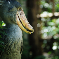 ハシビロコウの写真 画像 写真集 写真共有サイト Photohito