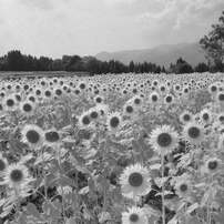 マミヤ Mamiya K/L 75mm F3.5 L マミヤ Mamiya KL 75mm F3.5L 価格比較 - 価格.com