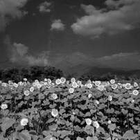 MAMIYA(マミヤ)のレンズ Mamiya KL 75mm F3.5L で撮影した写真(画像