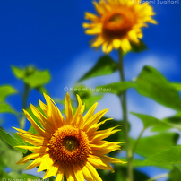 夏の花　～向日葵