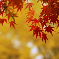 MOMIJI