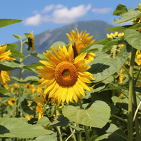 羊蹄山とひまわり