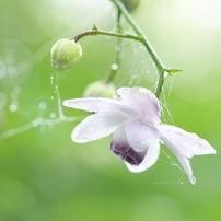 御岳山の蓮華升麻