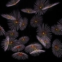 単発の華-14