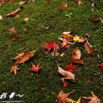 風景(紅葉)