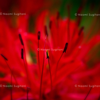 紅い花　～曼珠沙華