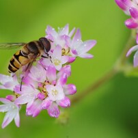 秋の花-2013-1