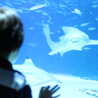 サンシャイン水族館