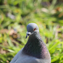 鳩の写真 画像 写真集 写真共有サイト Photohito