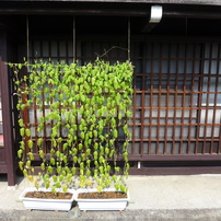 高山　古い町並み