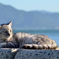 サバトラ猫の写真 画像 写真集 写真共有サイト Photohito