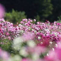 秋桜2013