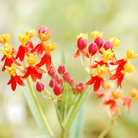 Virtual Garden ~Summer-Autumn 2013~