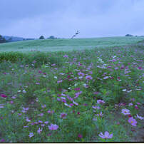 マミヤ Mamiya K/L 75mm F3.5 L マミヤ Mamiya K/L 75mm F3.5 L マミヤ Mamiya KL 75mm F3.5L 価格比較 -