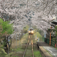 花景色