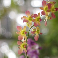 咲くやこの花館