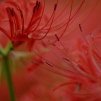 巾着田の曼珠沙華