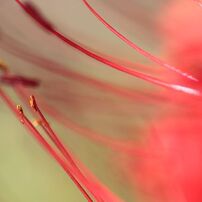 赤い彼岸花5