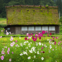 黄金色の海　～白川村