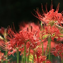 2013リコリス（曼珠沙華、彼岸花）