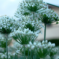 ニラの花5