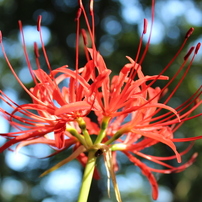 hurricane lily