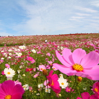 季節の花　『秋』 