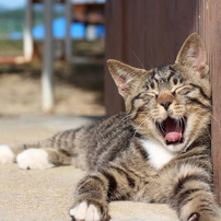 2013 猫公園