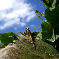 カマキリの写真 画像 写真集 写真共有サイト Photohito