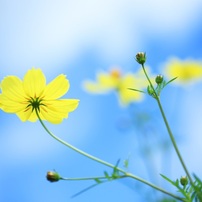 風のように花のようにⅡ